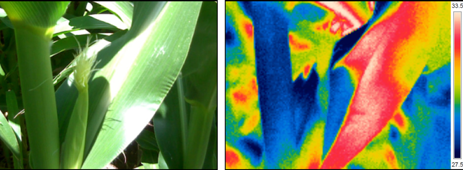 Thermal imaging uses: Crop Monitoring