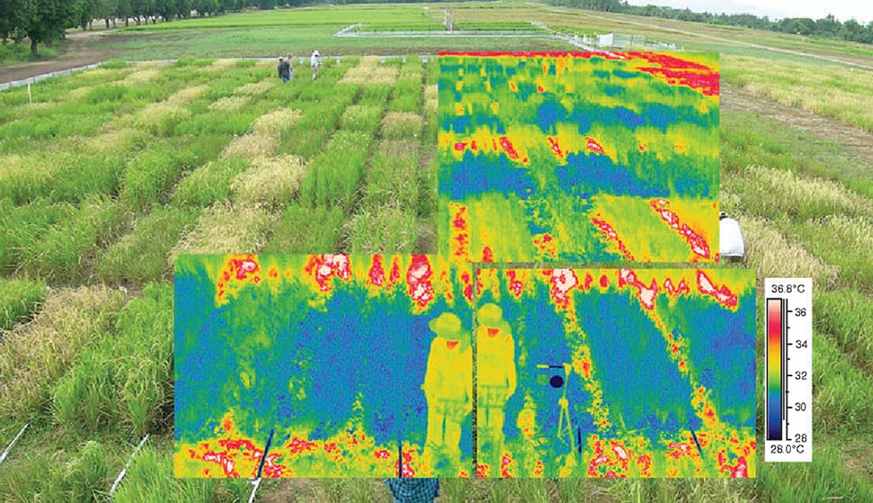 Thermal imaging uses in agriculture